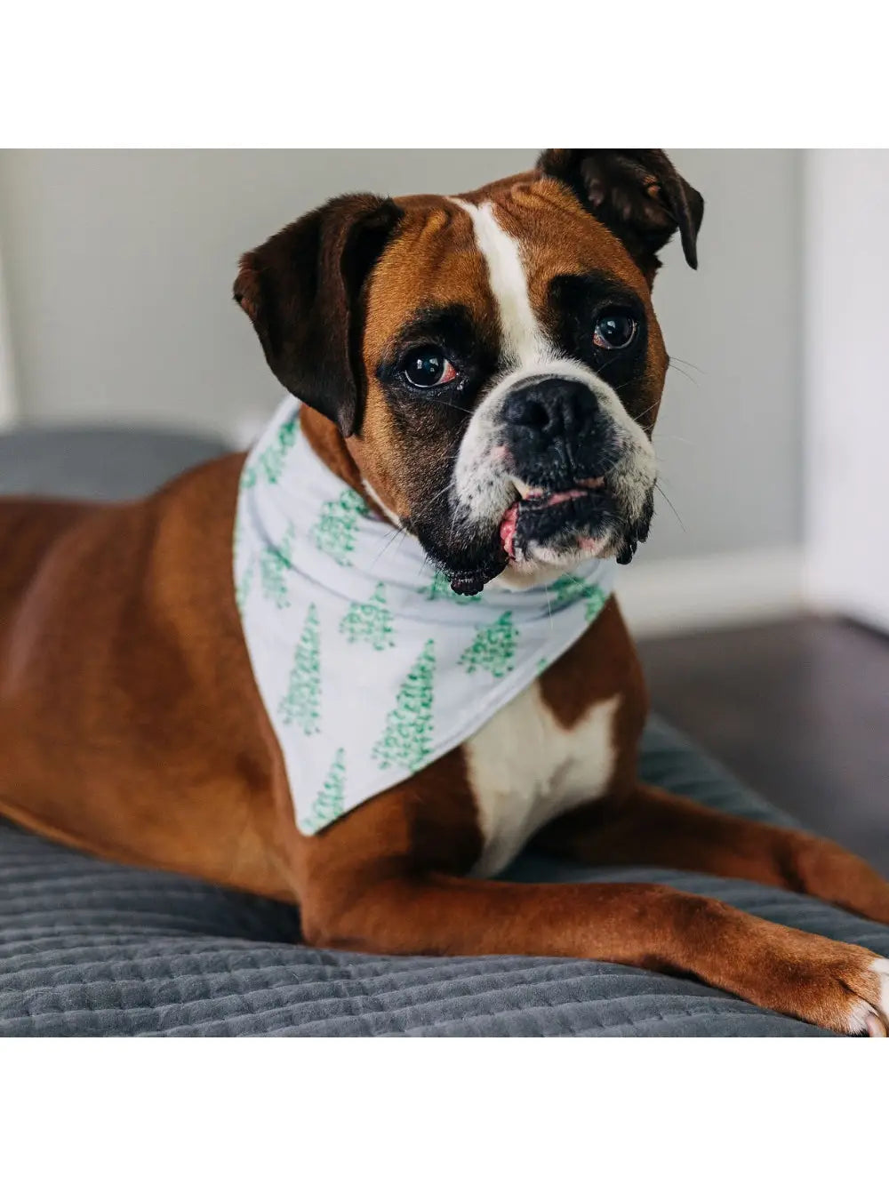 Christmas Tree Pet Bandana- Blue Sugar Bee Clothing